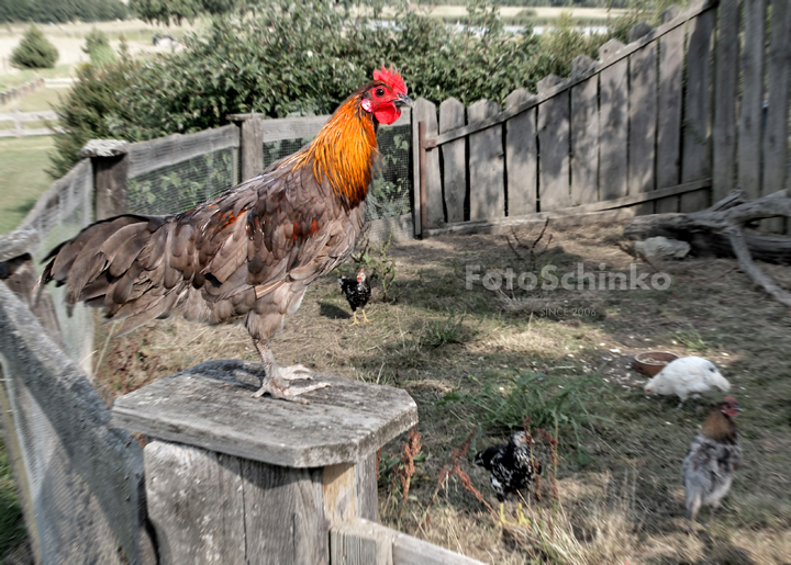 31 | Svatba Veronika & Robert | Jihočeská Salaš | Čakovec | FotoSchinko